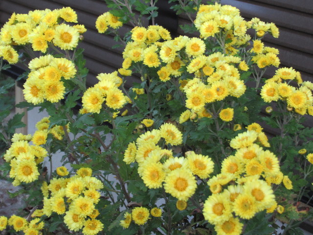黄色い菊.JPG