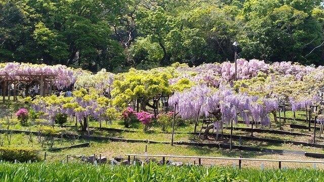 しょうぶ園2.jpg