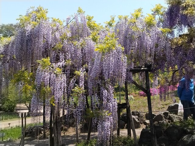 しょうぶ園3.jpg