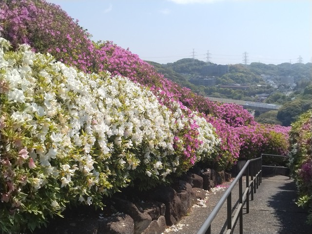 つつじの丘3.jpg