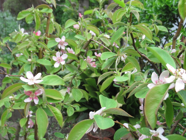 カリンの花1.JPG