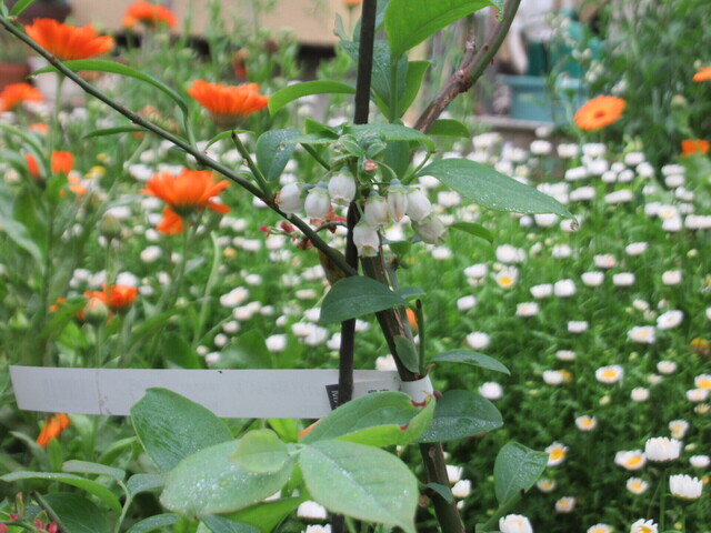 ブルーベリーの花.JPG