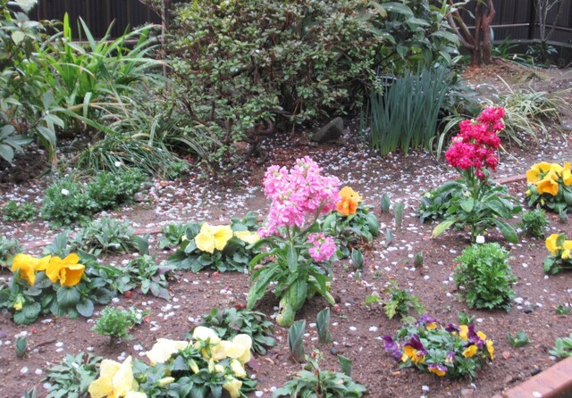 梅の花が散り.JPG