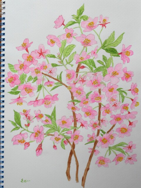 河津桜.JPG