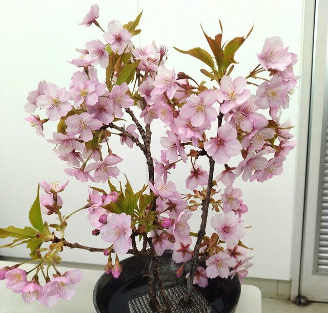 河津桜.jpg