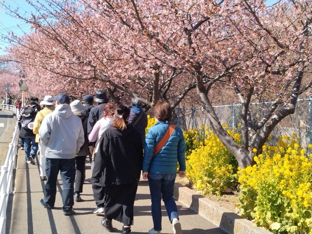 河津桜1.jpg
