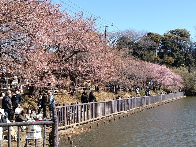 河津桜2.jpg