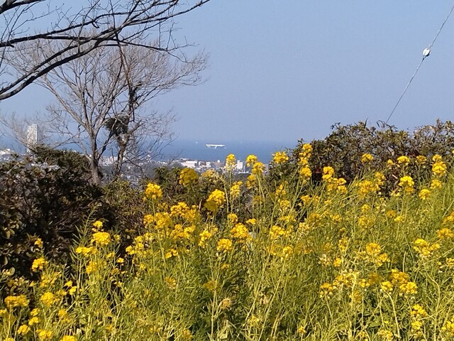 衣笠山１.jpg