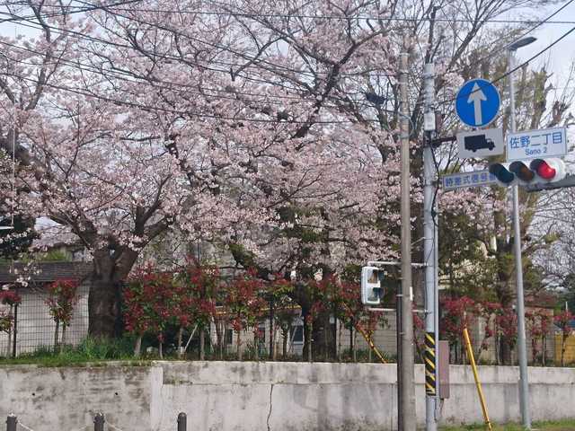 鶴久保小学校前の桜.jpg